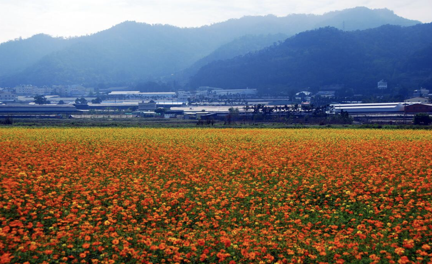 新社花海